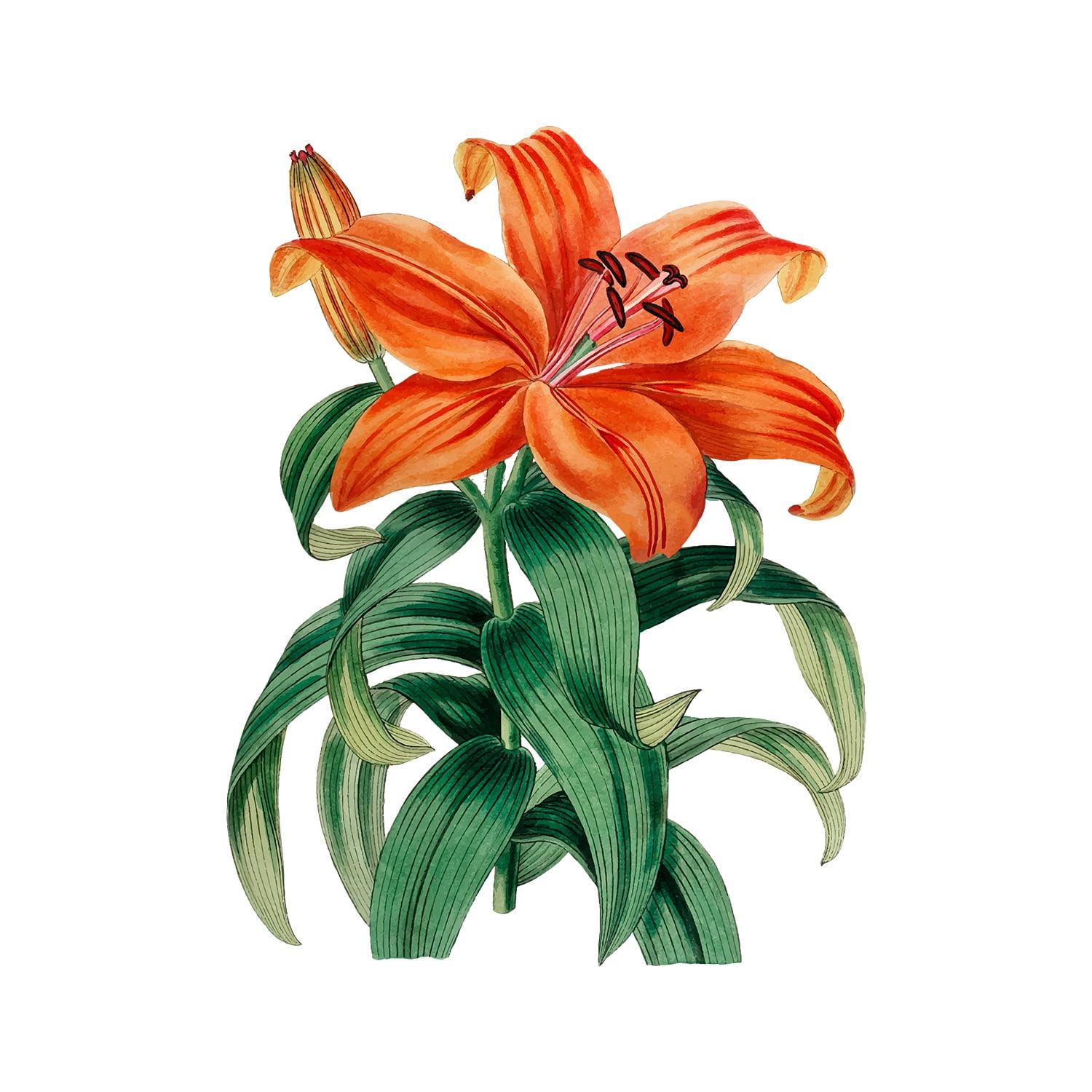 Lily Sticker Lily Flower Decals Vinyl Peel and Stick Living Room Wall Stickers ...