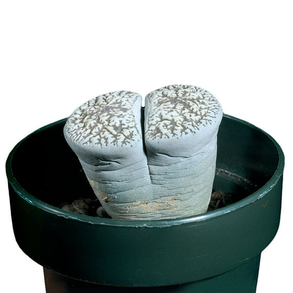 Living Stone (Lithops), Living Plant, Stemless Plant, Native To Southwest Africa