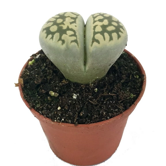 Living Stone Plant - Lithops - 2" Pot - Strange Plant - Collector's Series