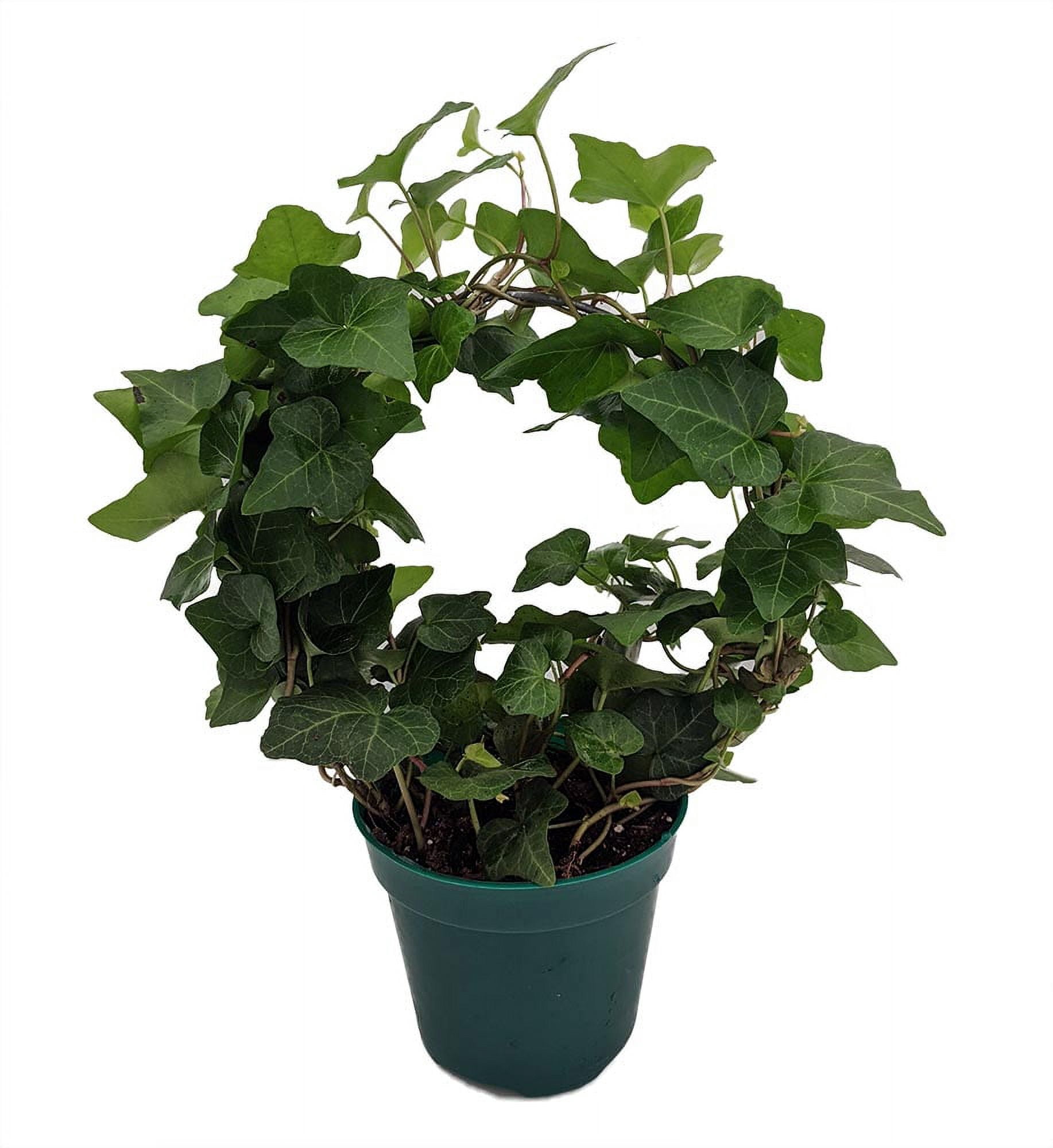Living Wreath English Ivy - Hedera - 4" Pot with Hoop Trellis - Indoors