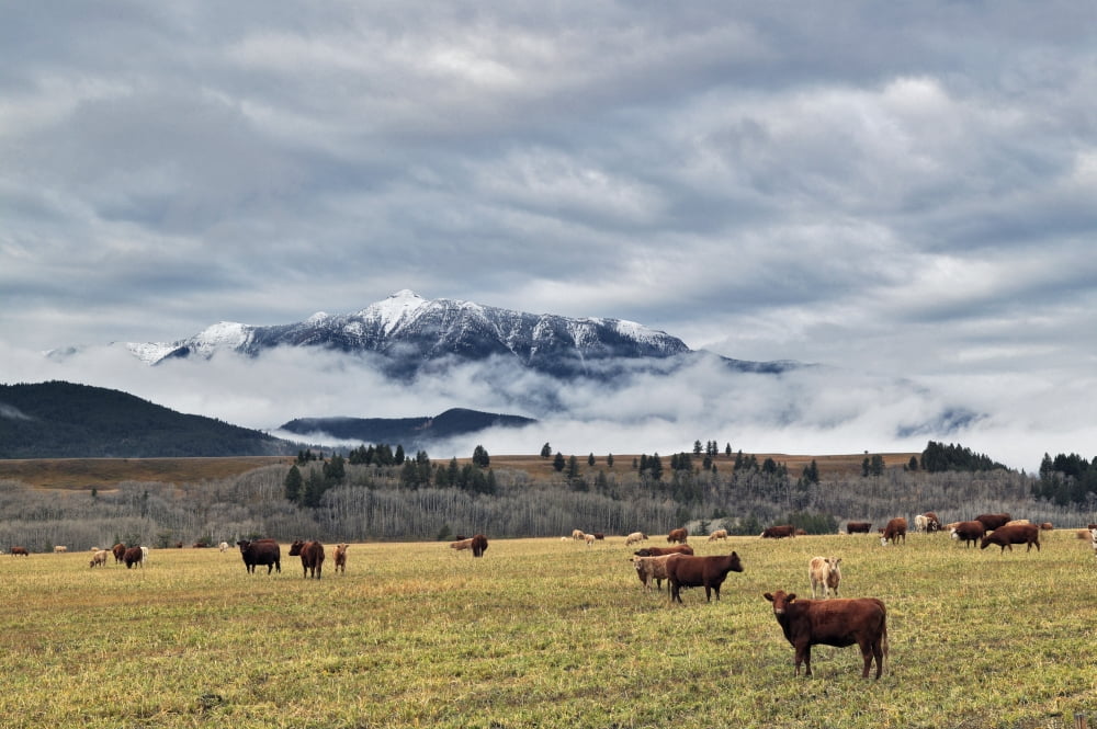 Livingstone Range And Pastureland Along The Oldman River Near Maycroft Alberta Canvas Art - Darwin Wiggett Design Pics (34 x 22)