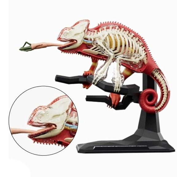 Lizard Anatomy Model Early Teaching Toy for Kids, Educational Model with Detachable Lizard Organs and Body Parts