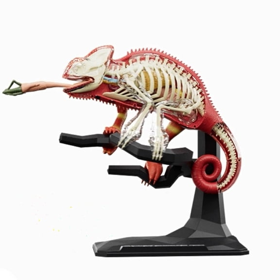 Lizard Anatomy Model Early Teaching Toy for Kids, Educational Model with Detachable Lizard Organs and Body Parts