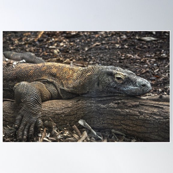 Lizard Poster Wall Art, Modern Wall Decor For Living Room Bedroom, 8x12 UNFRAMED