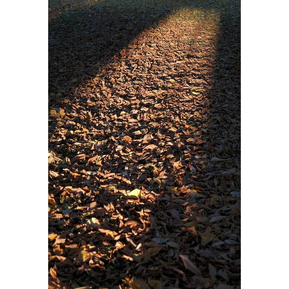 Lizard Skin DSP Ultra Bat Grip 1.1: DSPUBB1