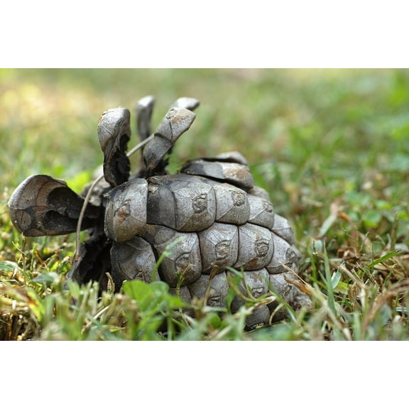 Lizard Skins DSP XSX Controller Shaped Grip: solid colors (Jet Black)