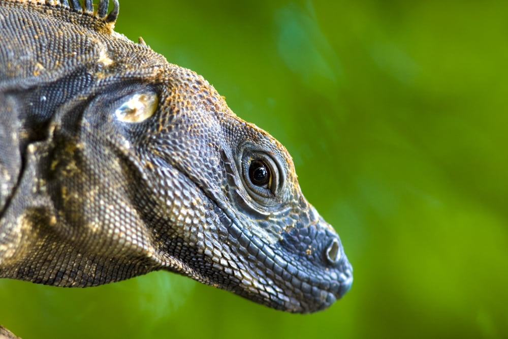Lizard (Squamata) Canvas Art - Richard Wear Design Pics (17 x 11)