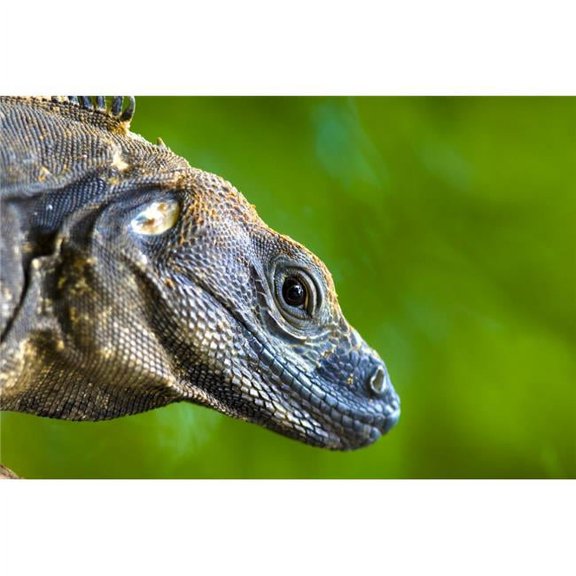 Lizard Squamata Poster Print by Richard Wear - 17 x 11