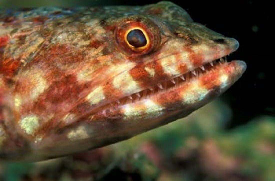 Lizardfish Indonesia Canvas Art - Stuart Westmorland DanitaDelimont (36 x 24)