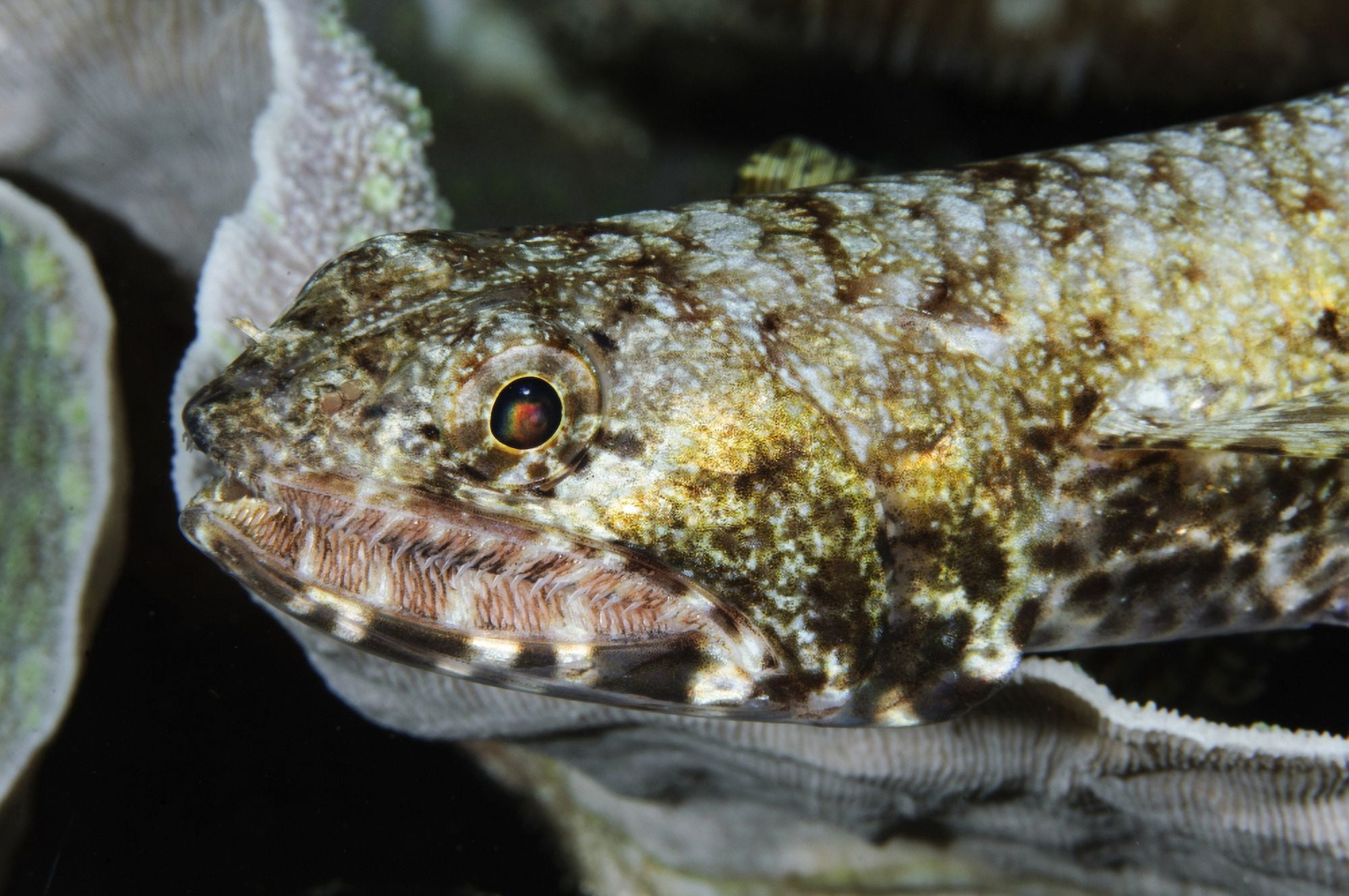 Lizardfish Indonesia Canvas Art - Todd WinnerStocktrek Images (18 x 12)