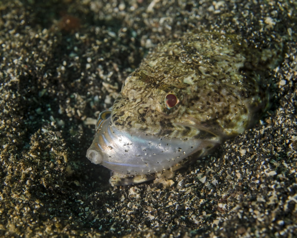 Lizardfish feeding on a fish in Lembeh Strait Indonesia Canvas Art - Brent BarnesStocktrek Images (16 x 13)