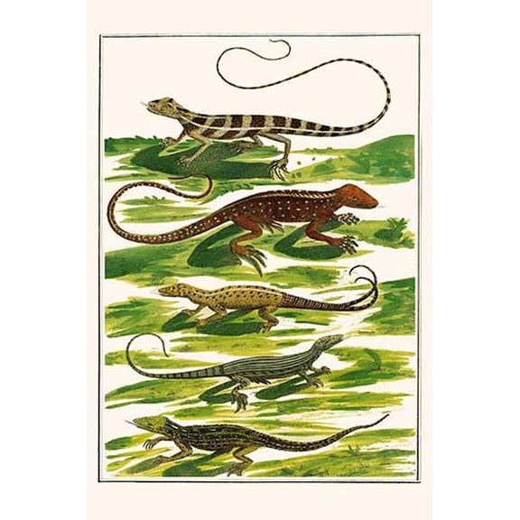 Lizards, anoles,-Fine Art Canvas Print (20" x 30")