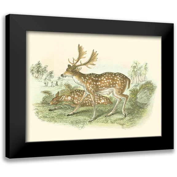 Lizars, W.H. 24x19 Black Modern Framed Museum Art Print Titled - Petite Fallow Deer