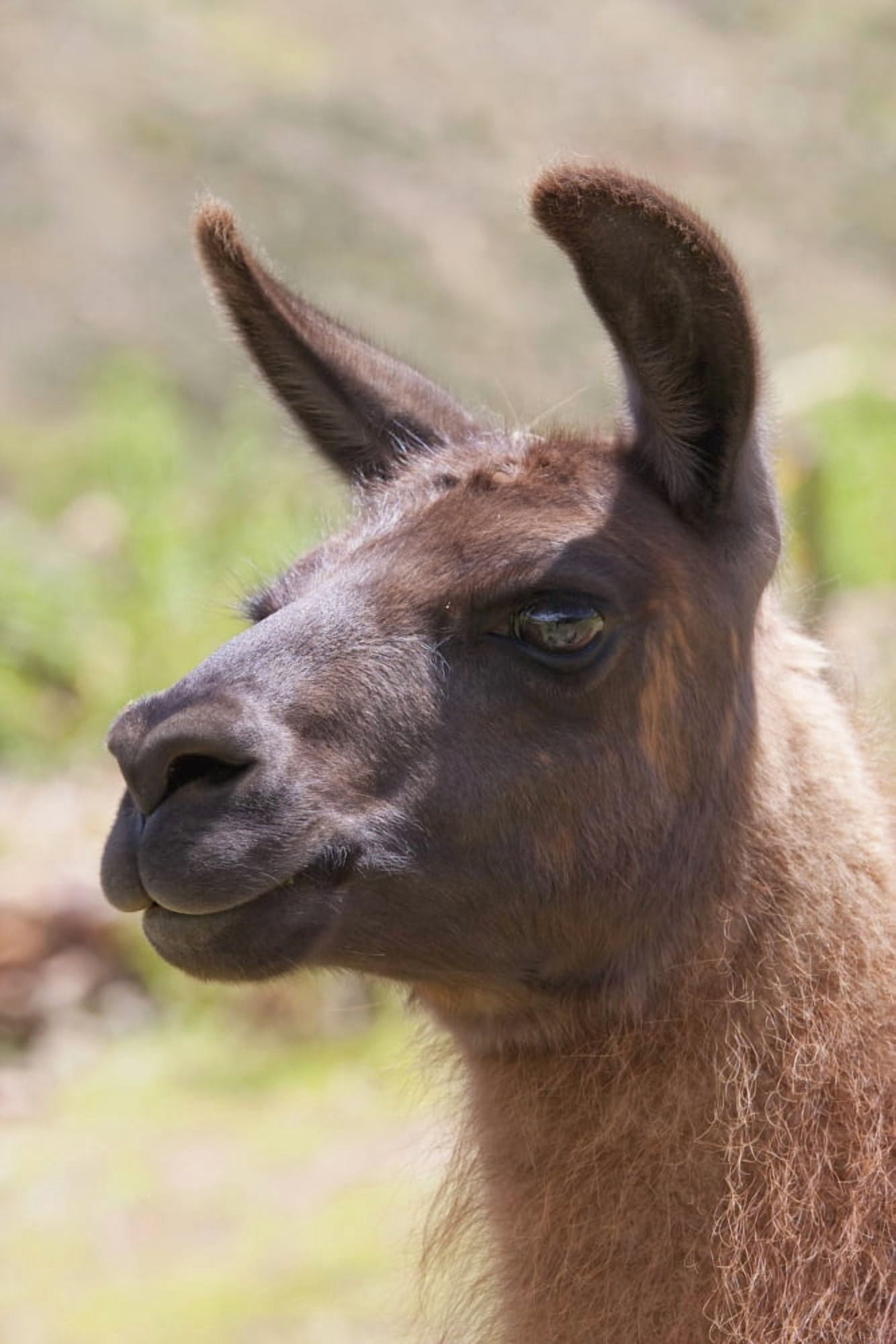 Llama (Lama glama) Jatun Yampara Indigenous Community Chuquisaca Department Bolivia Canvas Art - Peter Langer Design Pics (24 x 38)