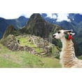 thumbnail image 1 of Llama at Historic Lost City of Machu Picchu  Peru, Animals Unframed Photographic Print Wall Art by Yaro Sold by Art.Com, 1 of 2