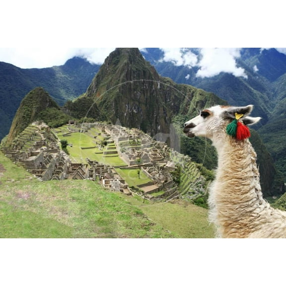 Llama at Historic Lost City of Machu Picchu  Peru, Animals Unframed Photographic Print Wall Art by Yaro Sold by Art.Com