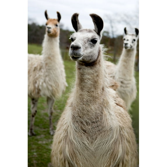 Llamas (16x24 Giclee Gallery Art Print, Vivid Textured Wall Decor)