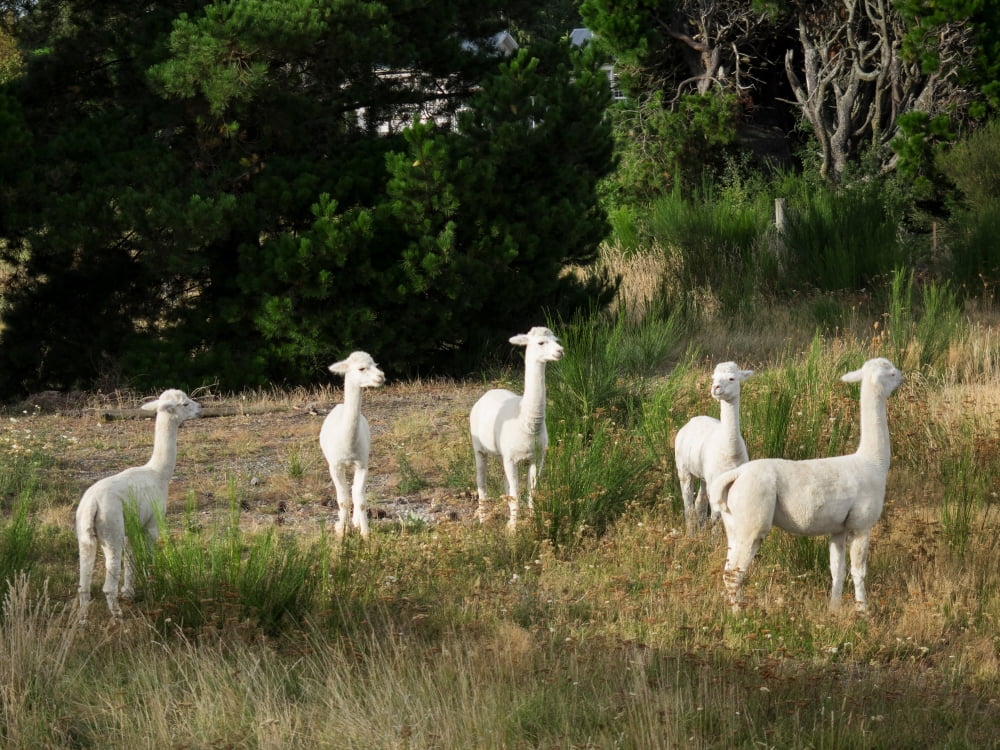Llamas standing in a forest Canterbury South Island New Zealand Canvas Art - Panoramic Images (18 x 24)