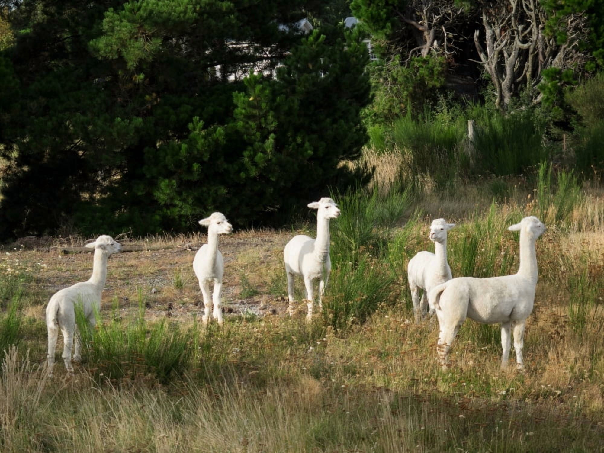 Llamas standing in a forest Canterbury South Island New Zealand Canvas Art - Panoramic Images (24 x 36)