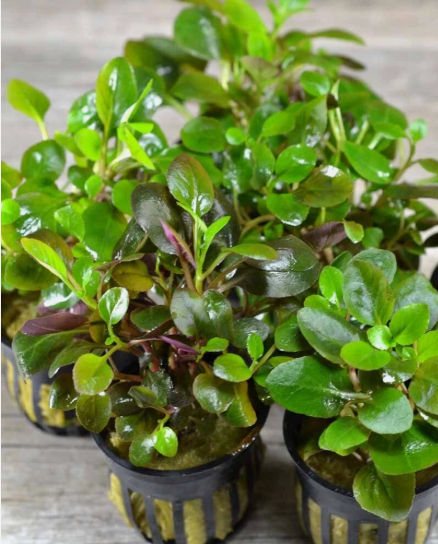 Lobelia Cardinalis Live Aquarium Plant – Freshwater Aquatic Plant for Midground/Background