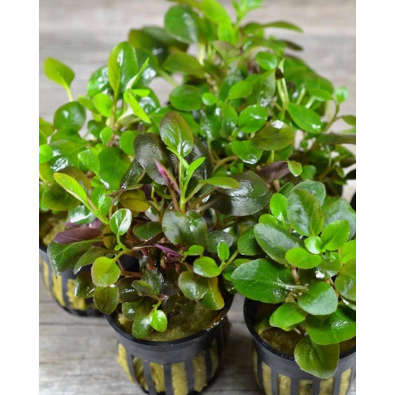 Lobelia Cardinalis Live Aquarium Plant Freshwater Aquatic Plant for Midground/Background