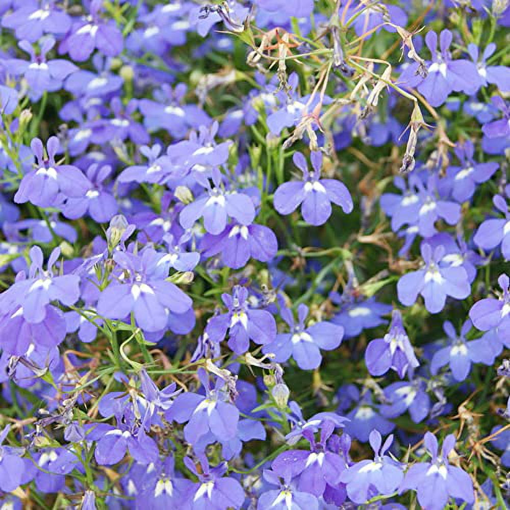 Lobelia Erinus Seeds Edging Lobelia Herbaceous Perennial Deer Resistant