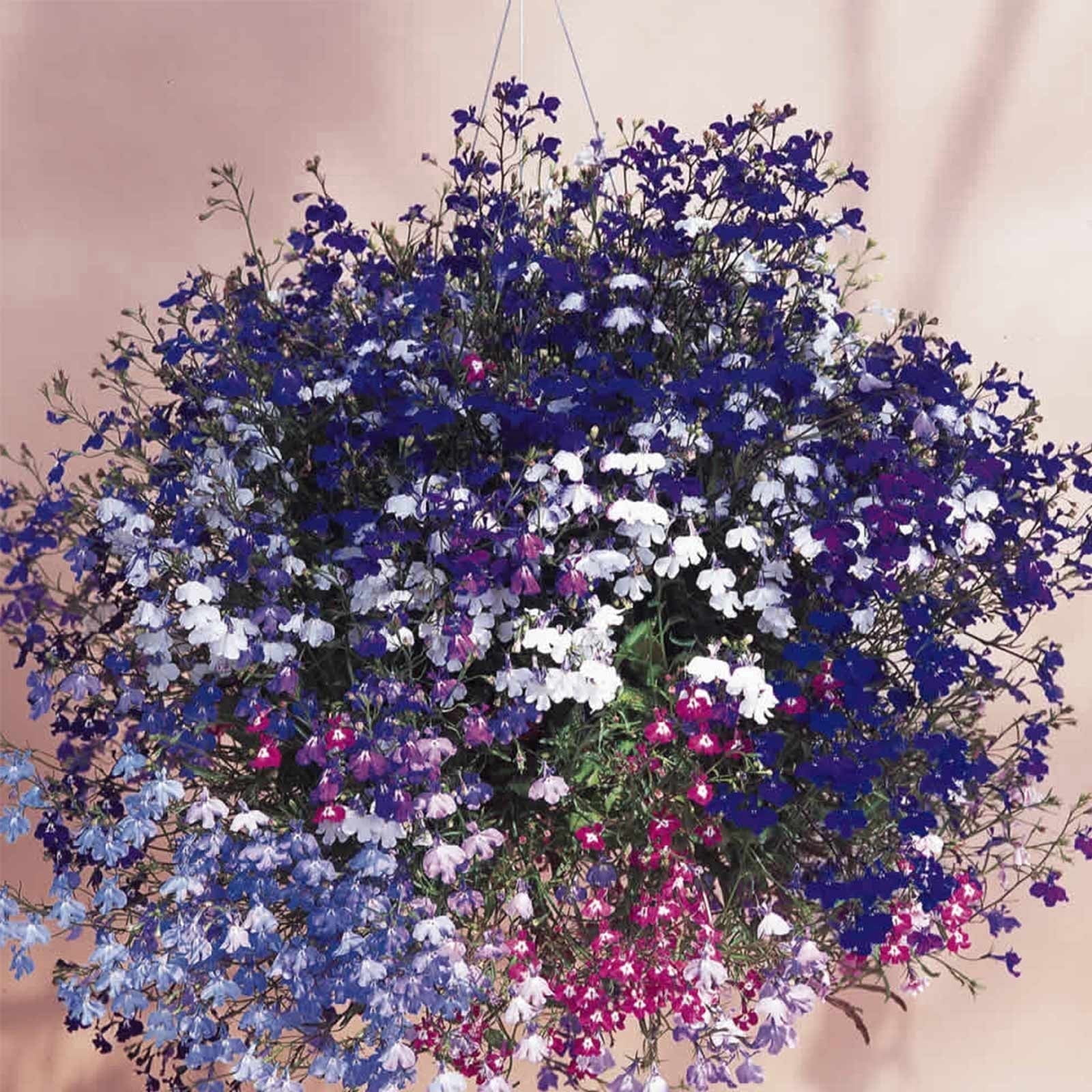 Lobelia Flower Garden Seeds - Regatta Series, Color Mix - 1000 Seeds - Trailing, Annual Flower Gardening Seed - Lobelia erinus