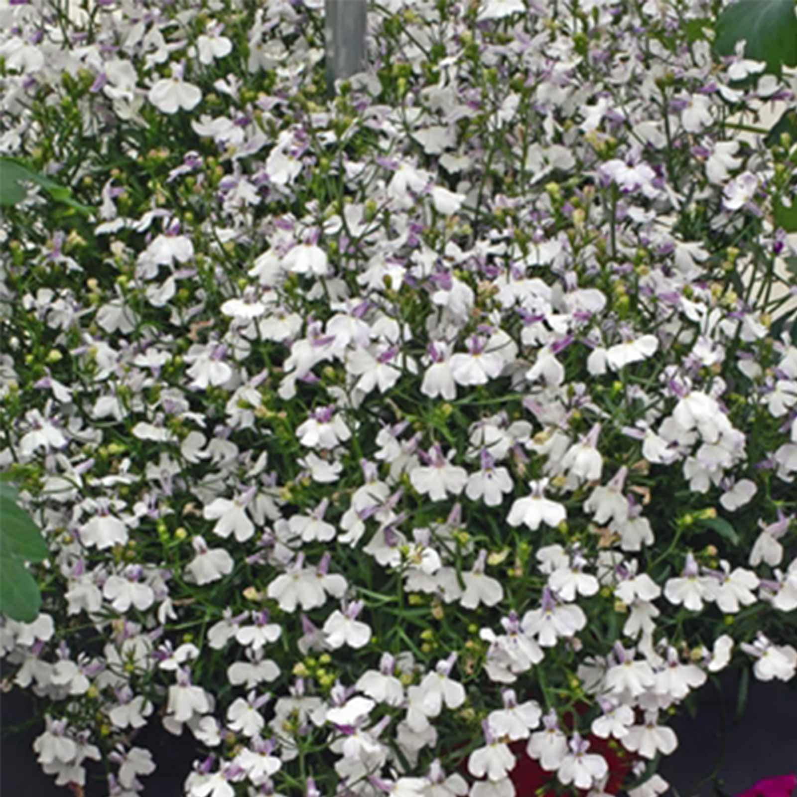 Lobelia Flower Garden Seeds - Regatta Series, Lilac Splash - 1000 Seeds - Trailing, Annual Flower Gardening Seed - Lobelia erinus