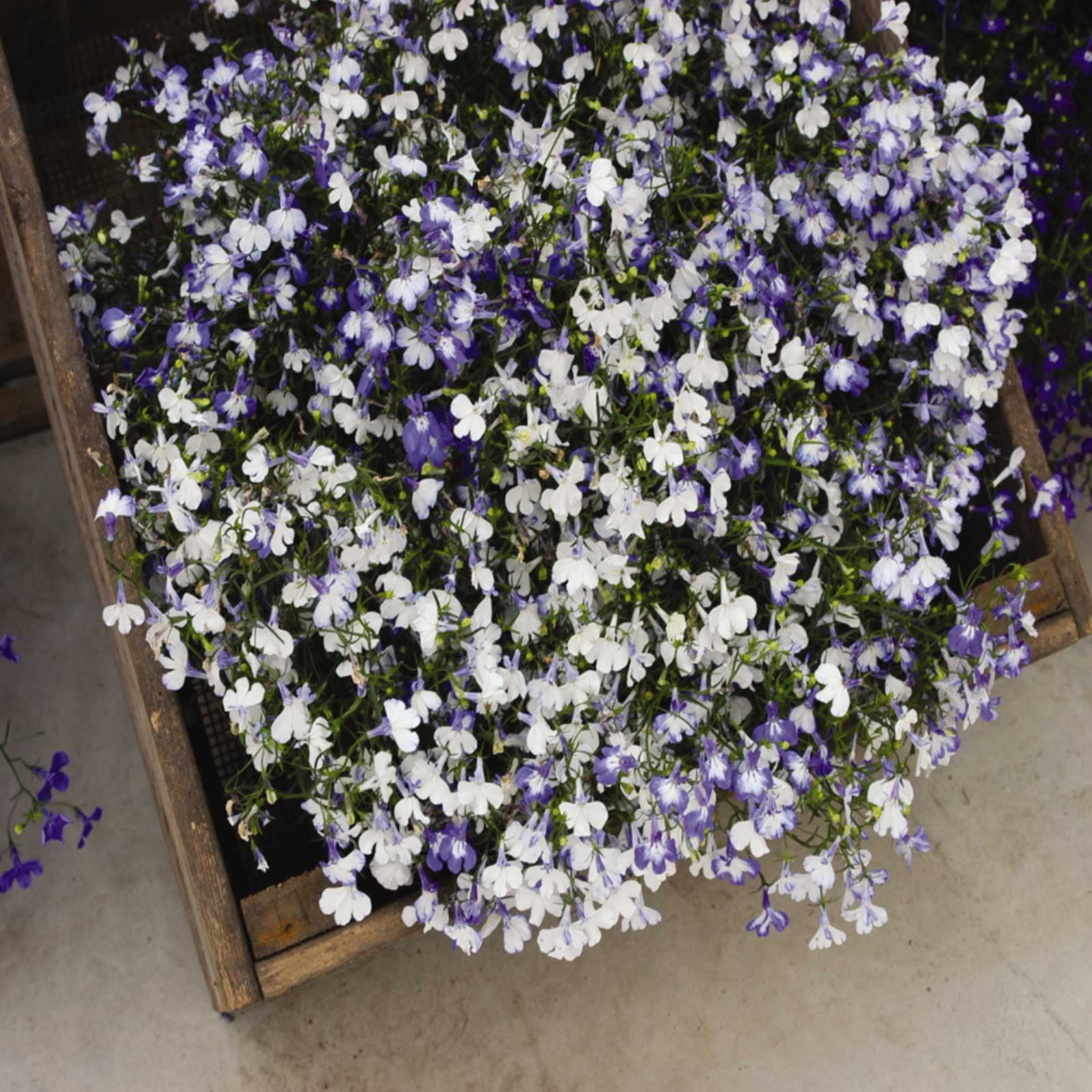 Lobelia Flower Garden Seeds - Regatta Series, Sky Blue - 1000 Seeds - Trailing, Annual Flower Gardening Seed - Lobelia erinus