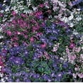 thumbnail image 1 of Lobelia Riviera - Mixed Nice Garden Flower 1,500 Seeds, 1 of 1