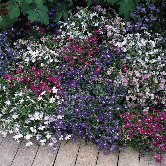 Lobelia Seed - Lobelia Erinus Riviera Ground Cover Seeds - 10000 Seeds