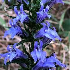 Lobelia siphiliticaBlue Cardinal FlowerAttracts Pollinators  1 Gallon