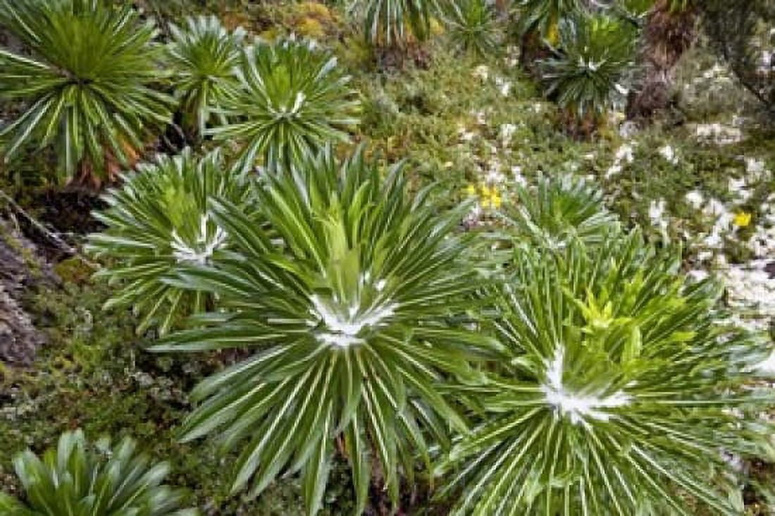 Lobelia wollastoni in fresh snow Ruwenzori Uganda Canvas Art - Martin Zwick DanitaDelimont (38 x 25)