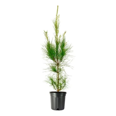Loblolly Pine Tree  3 Large Gallon Size Pots  Pinus Taeda  Fast-Growing Evergreen  Shade Tree Plants