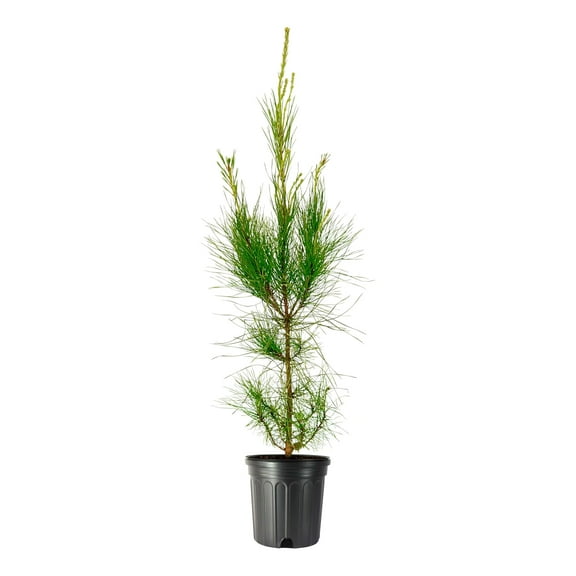 Loblolly Pine Tree  3 Large Gallon Size Pots  Pinus Taeda  Fast-Growing Evergreen  Shade Tree Plants