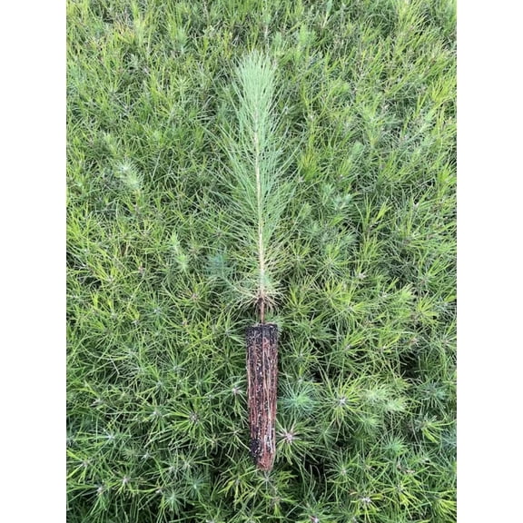 Loblolly Pine Tree Plants  30 Live Seedlings  Pinus Taeda  Fast-Growing Evergreen for Landscaping  Ideal Plants for Large Spaces
