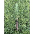 thumbnail image 1 of Loblolly Pine Tree Plants  40 Live Seedlings  Pinus Taeda  Fast-Growing Evergreen for Landscaping  Ideal Plants for Large Spaces, 1 of 9