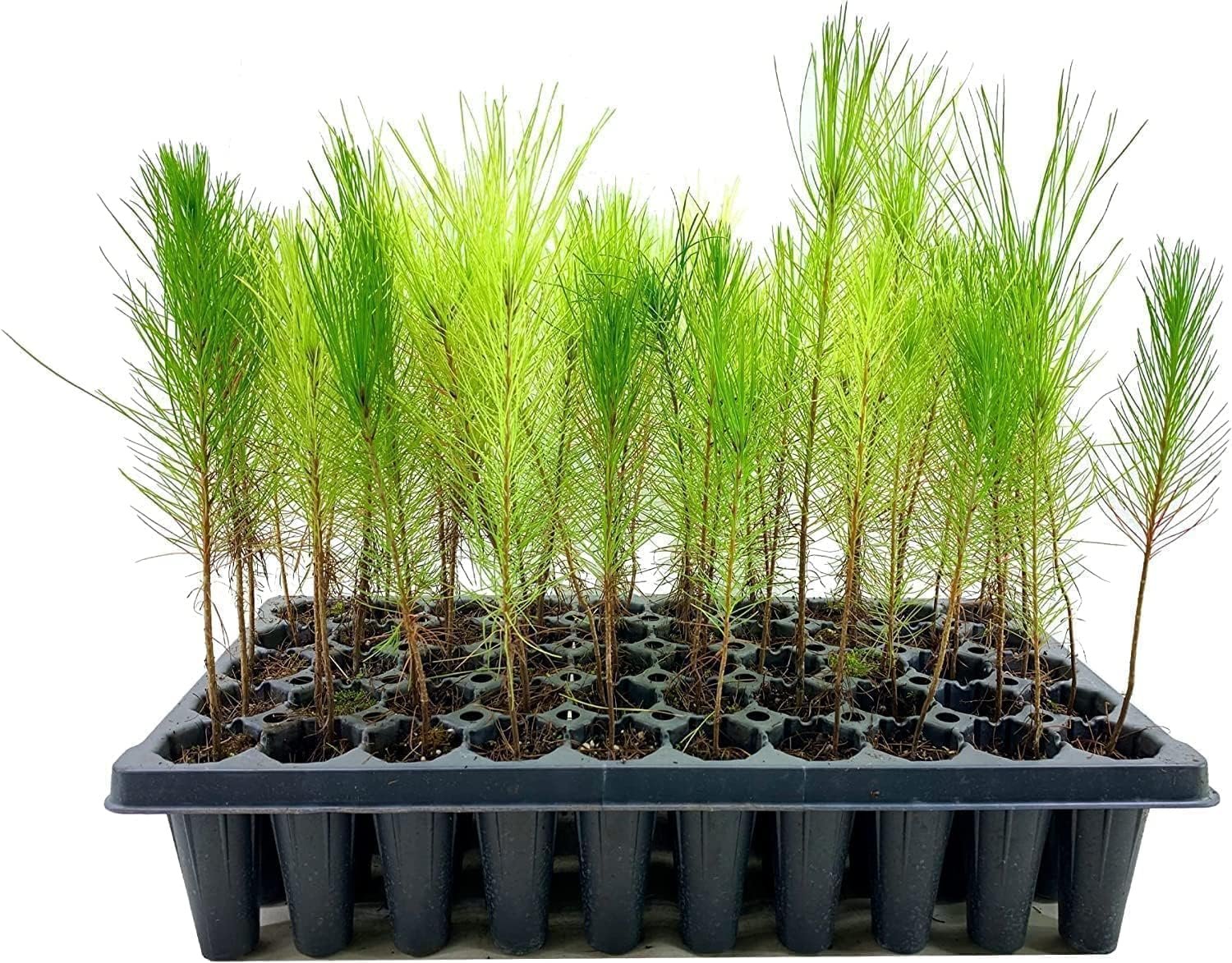 Loblolly Pine Tree Plants Live Seedlings Pinus Taeda FastGrowing