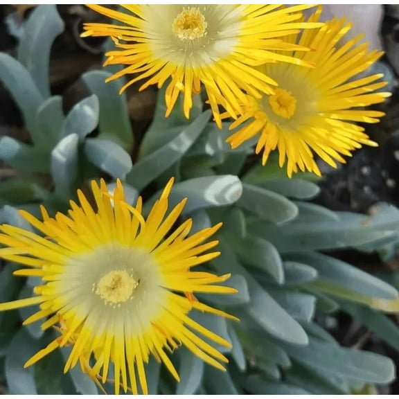 Lobster Claw Succulent Plant in 4" Pot - Cheiridopsis Candidissima - Rare Succulent Houseplant