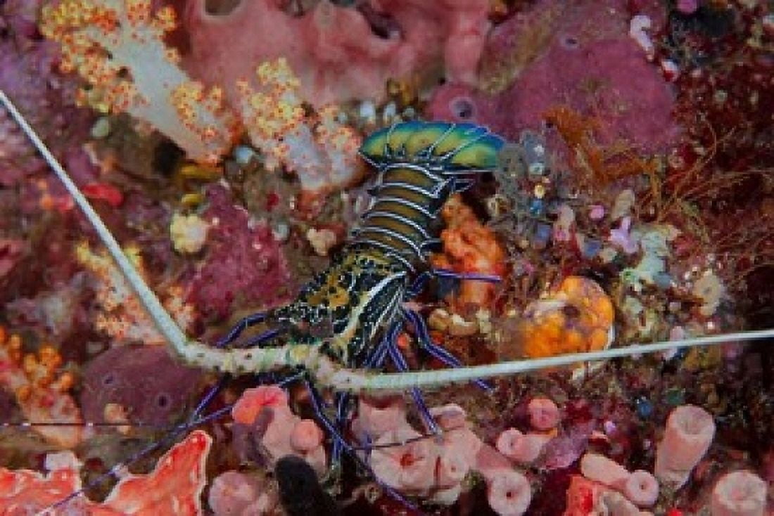Lobster and coral Raja Ampat Papua Indonesia Canvas Art - Jaynes Gallery  DanitaDelimont (36 x 24)