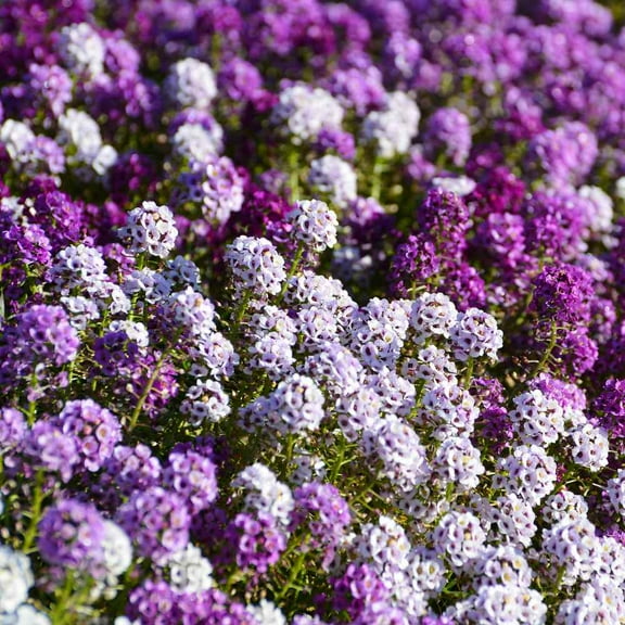 Lobularia Alyssum Drought Tolerant Ground Cover Plant Flower Seed Mix - 4000 Seeds