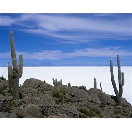 Local Flora, Uyuni Salt Flat Poster Print, 17 x 13