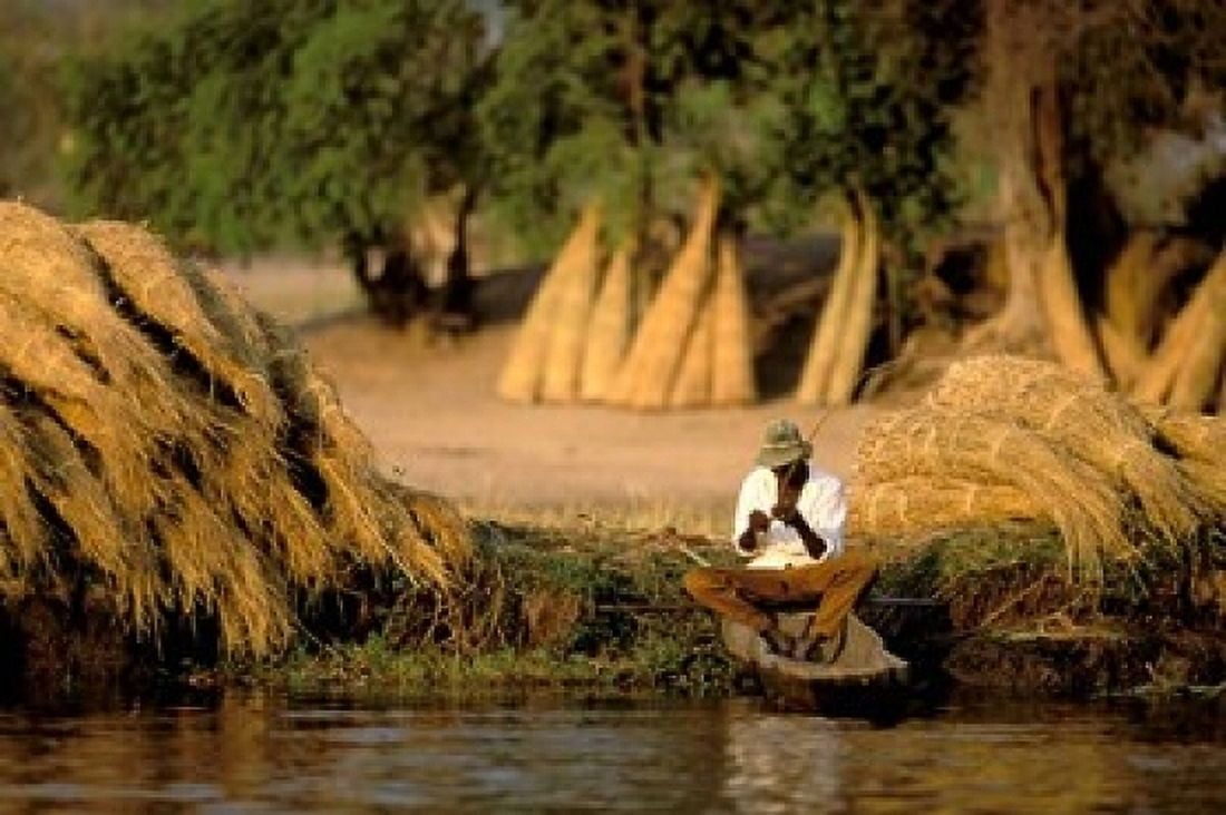 Local Man Fishing and Piles of Straw for Hatch Okavango Delta Botswana Canvas Art - Pete Oxford DanitaDelimont (24 x 15)