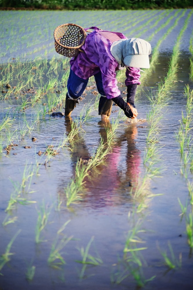 Local Planting Rice By Hand Canvas Art - Jim Holmes Design Pics (12 x 19)