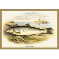 thumbnail image 1 of Lochleven Trout- Fine Art Canvas Print (20" x 30"), 1 of 1