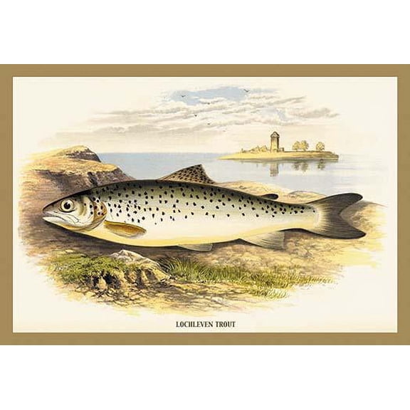 Lochleven Trout- Fine Art Canvas Print (20" x 30")
