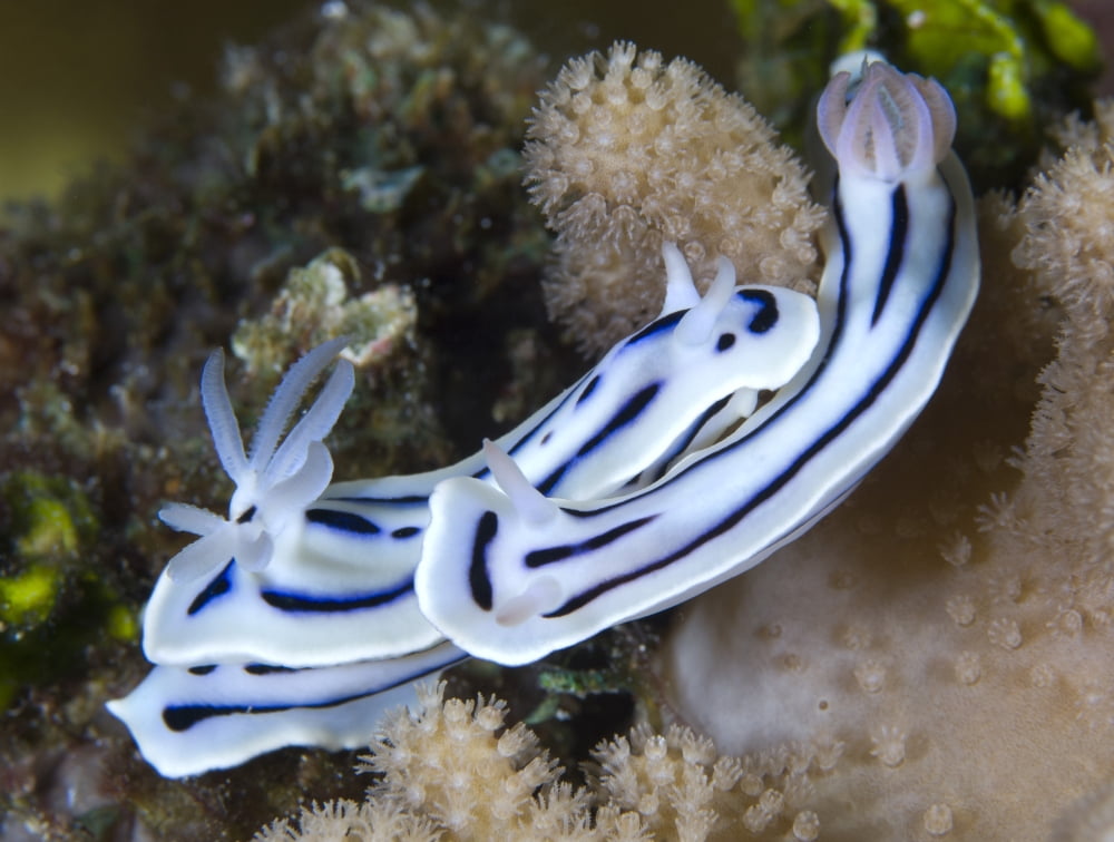 Lochs chromodoris nudibranch amongst coral Solomons Canvas Art - Steve JonesStocktrek Images (17 x 13)