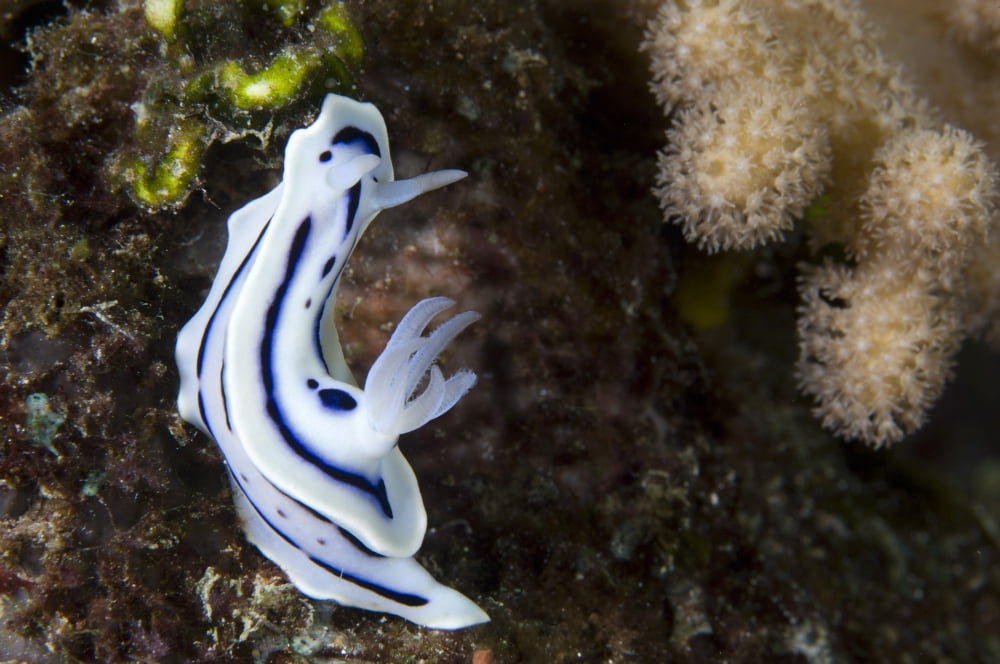 Lochs chromodoris nudibranch amongst coral Solomons Canvas Art - Steve JonesStocktrek Images (18 x 12)