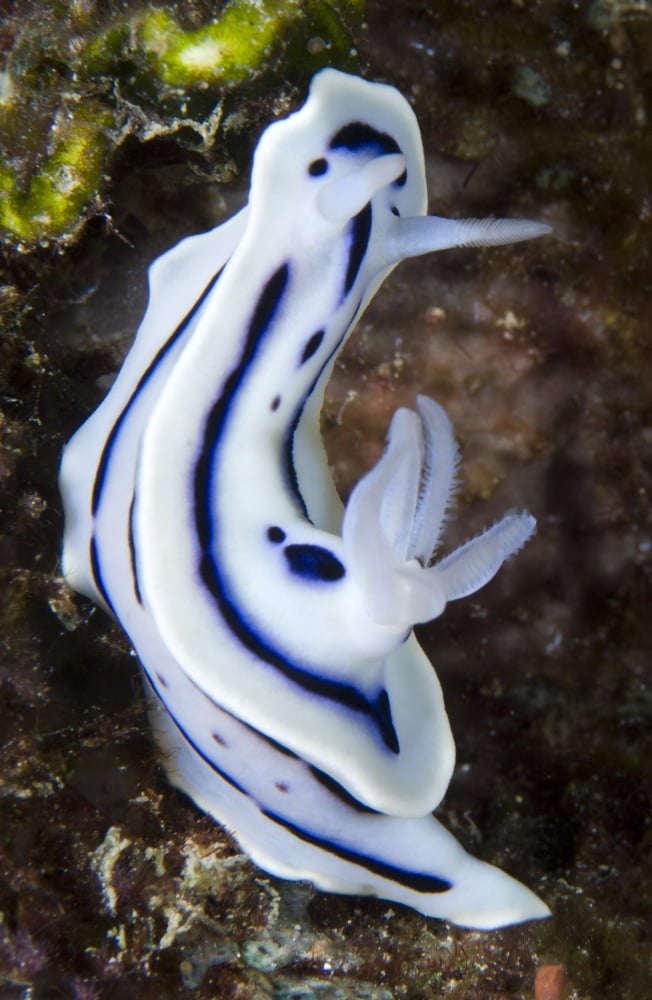 Lochs chromodoris nudibranch amongst coral Solomons Canvas Art - Steve JonesStocktrek Images (23 x 35)