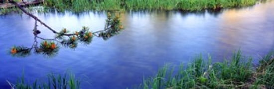 Lodgepole Pine (Pinus contorta) branch near a river Cottonwood Creek Grand Teton National Park Wyoming USA Canvas Art - Panoramic Images (36 x 12)